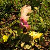 Ecco le Ophrys neglecta, bellissime con il rosa pastello dei loro sepali tondeggianti e il giallo screziato di verde e marrone del loro labello, ma sempre sorprendentemente piccine